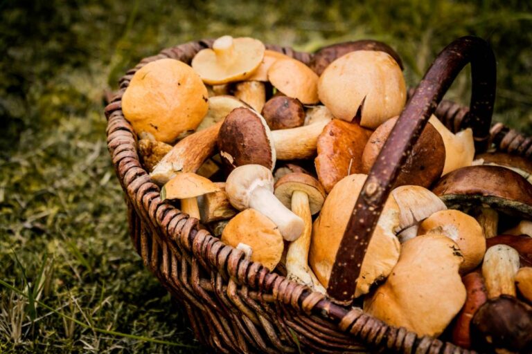La cueillette des cèpes : conseils d'initiés